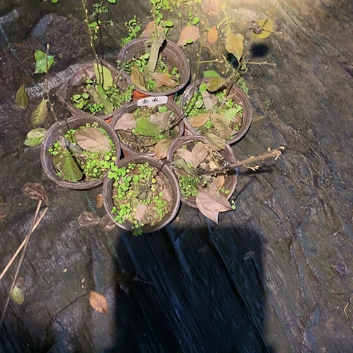 无花朵惠农26.8嫁接苗