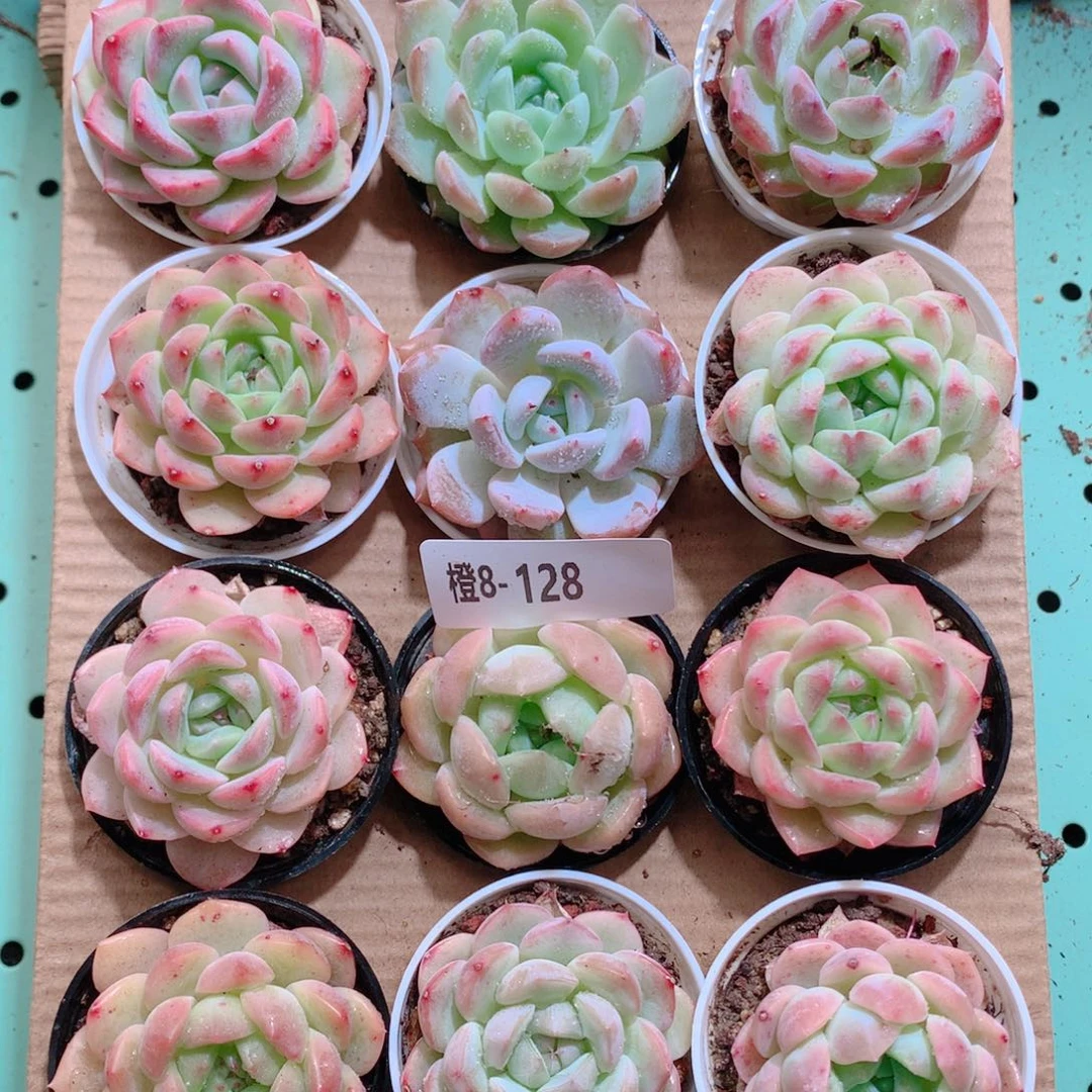 8-128一物一拍带盆18颗