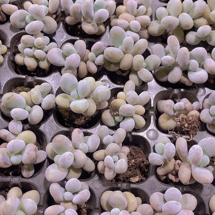 精品双头蛋黄奶多肉植物