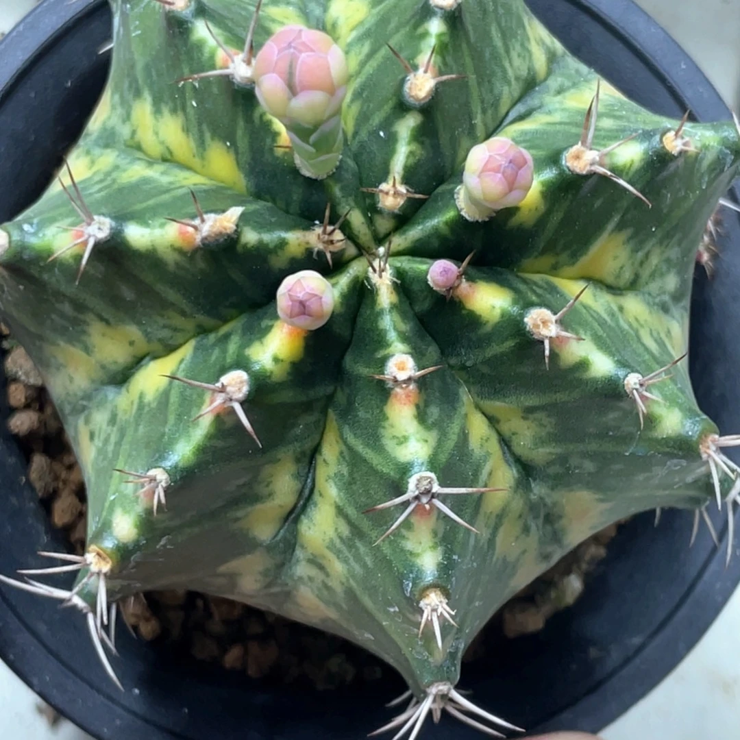 当前无花朵，栽培后可花朵臀锦复棱米哈锦