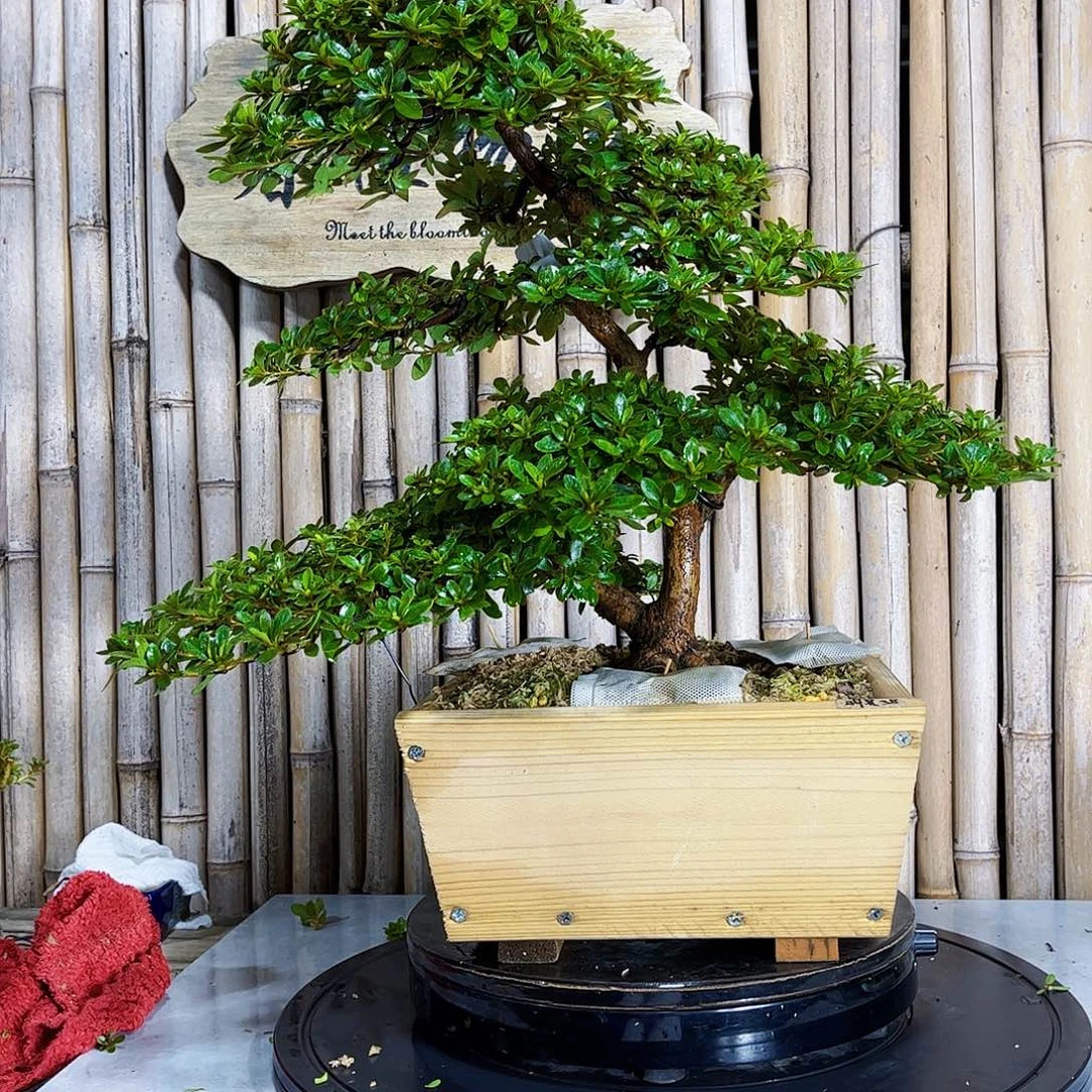 劉***銘无花朵杜鹃花盛开在彼岸中
