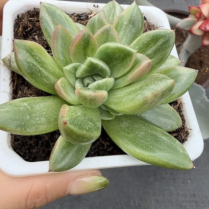 东云美人拉丝花脸锦