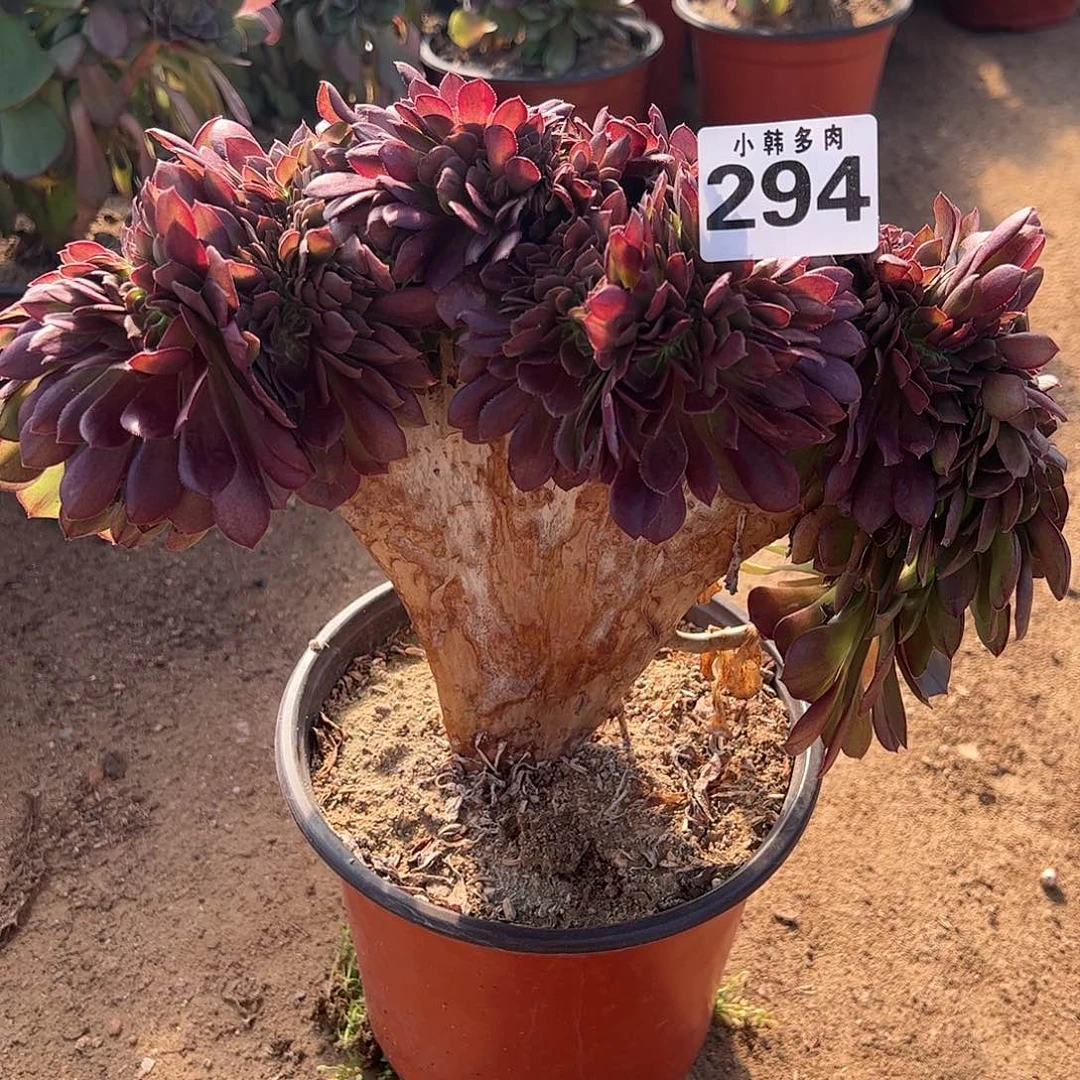 294万圣节缀化一颗