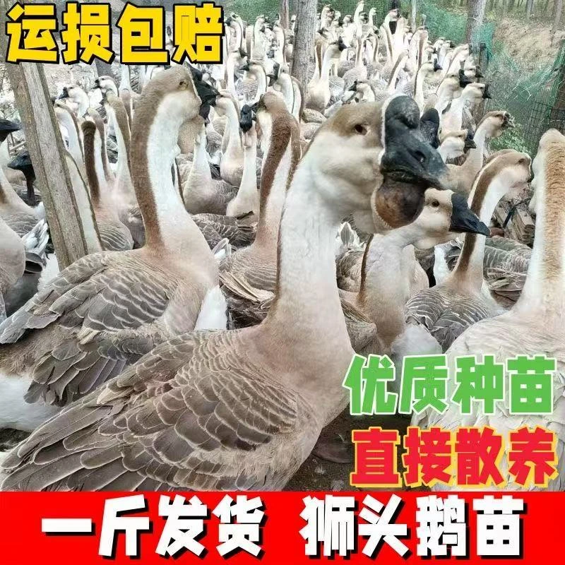 一斤狮头鹅苗 宠物 活体发货