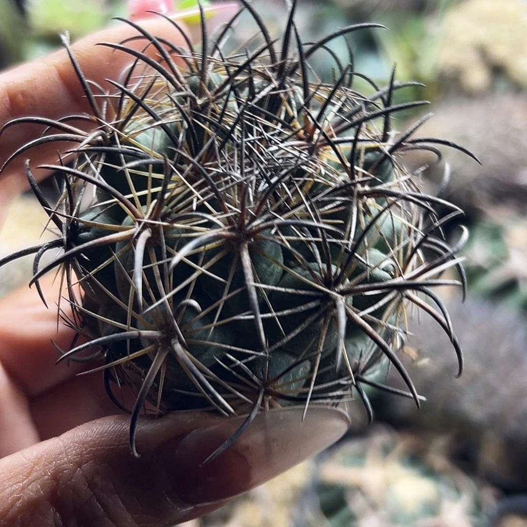 凤舞有根仙人球666666