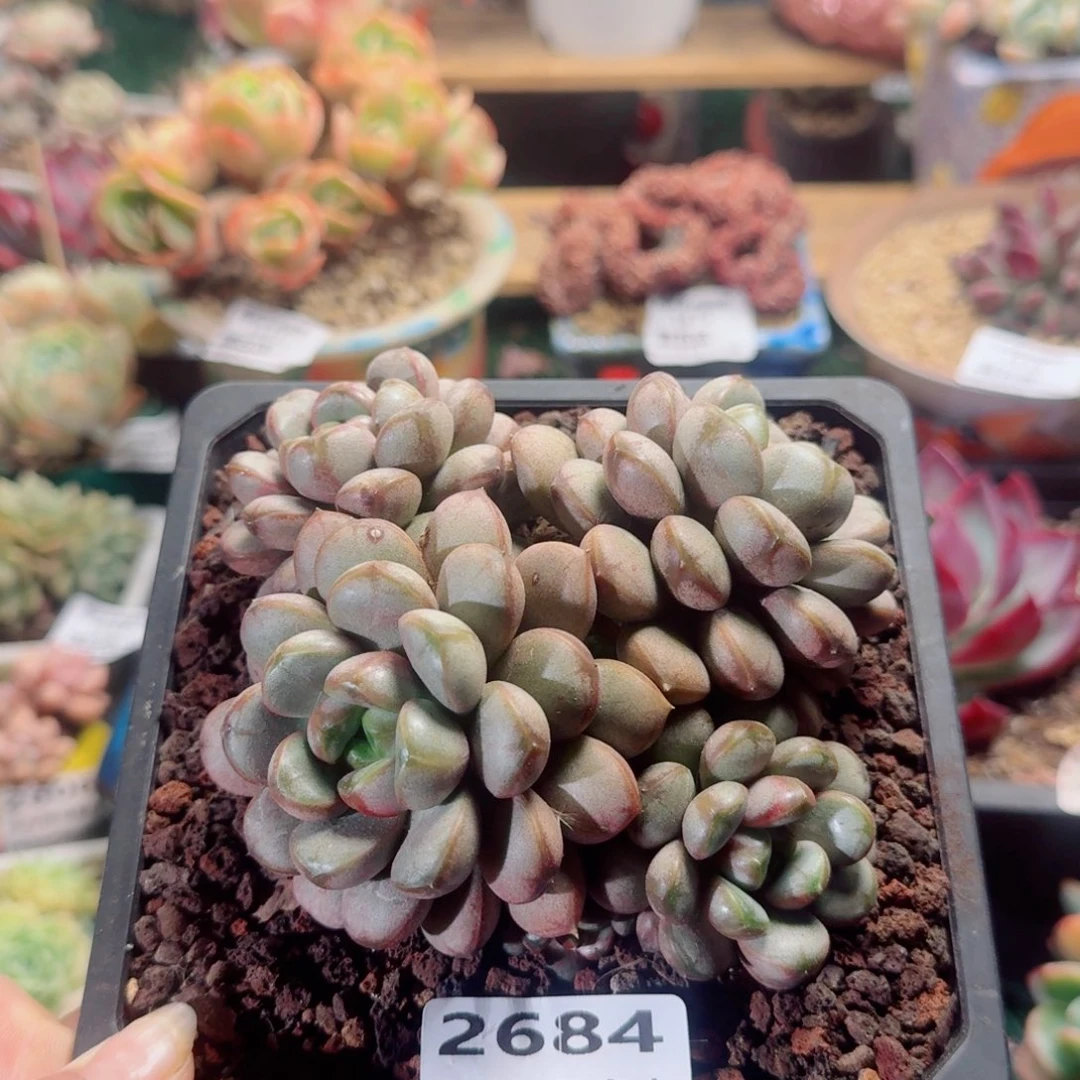 2684一物一拍（满28包邮）