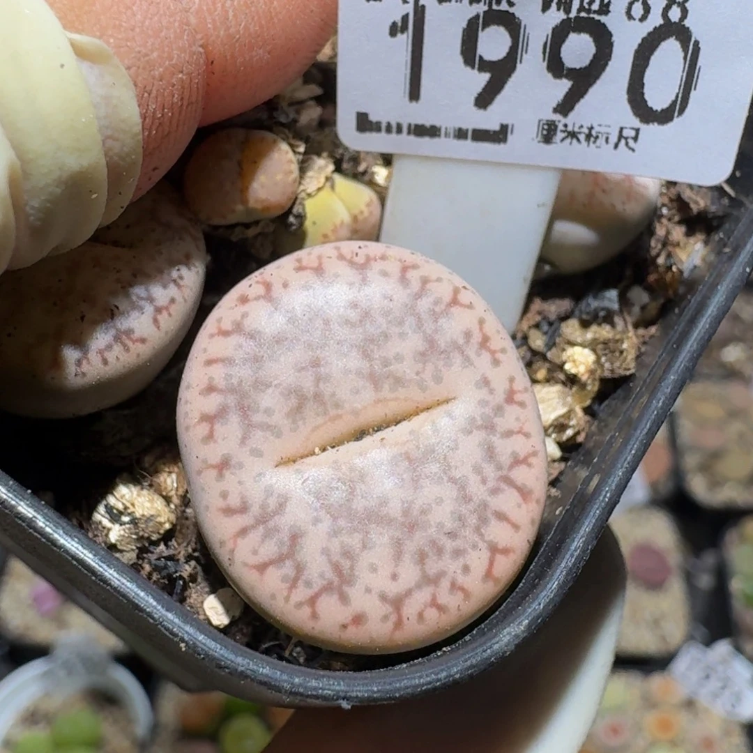 zzzz生石花肉锥1990