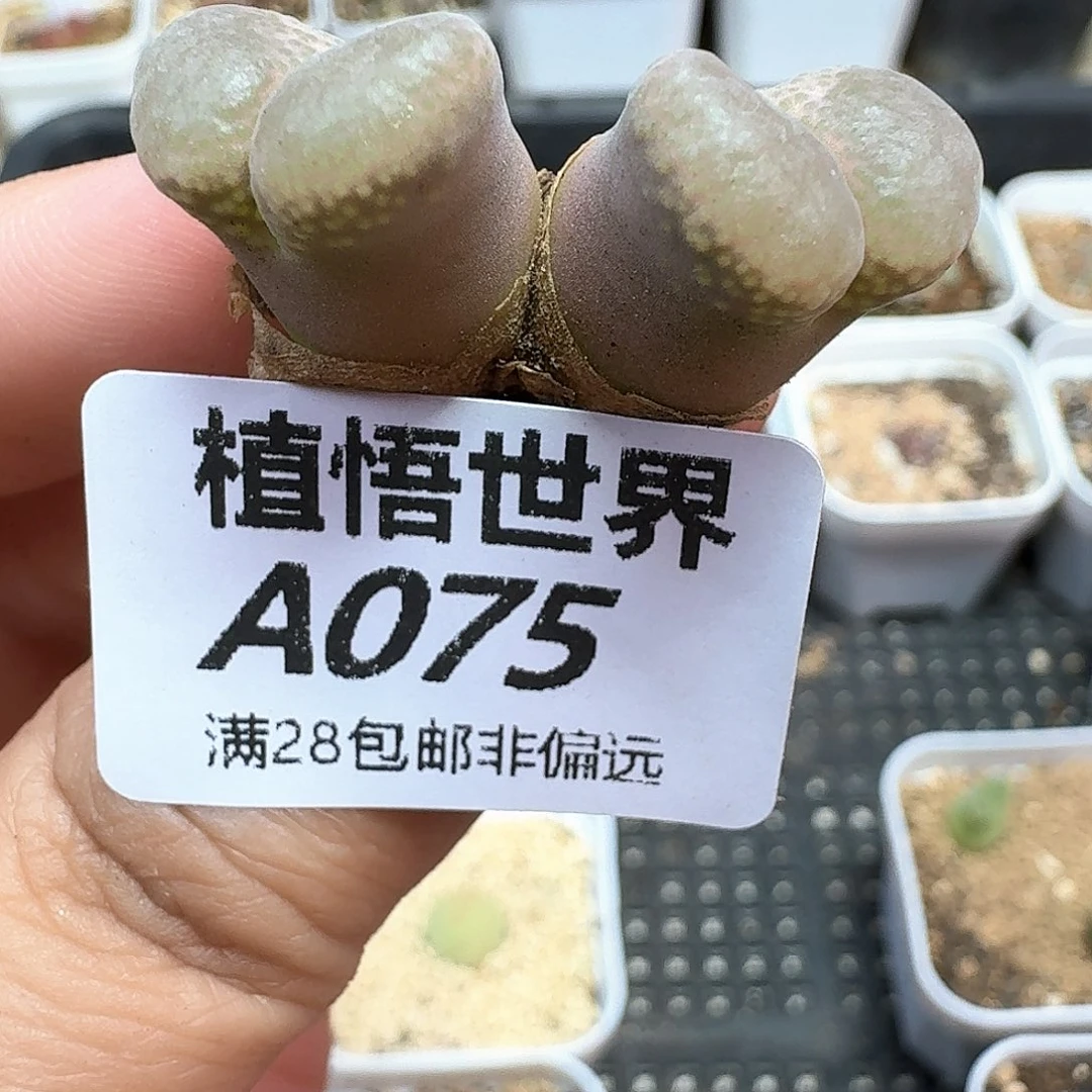 多肉植物的润泽fv