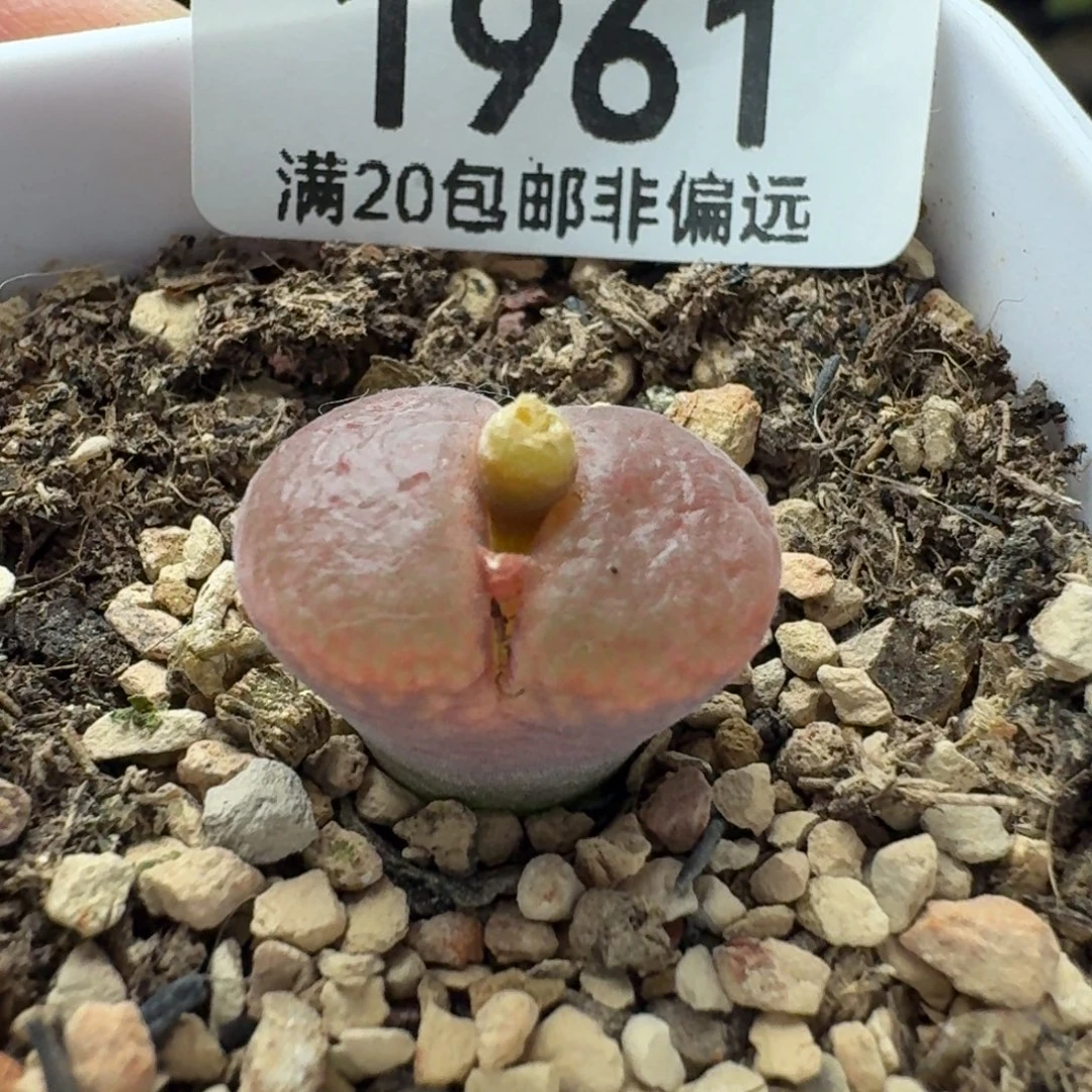 1804.5带盆土c10同属