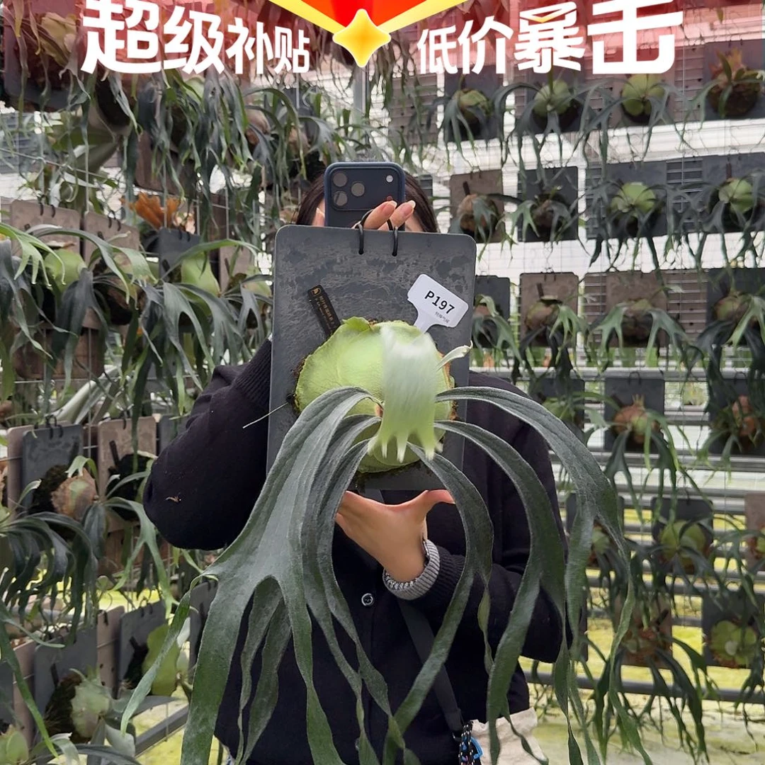无花朵P197-小猫咪鹿角蕨