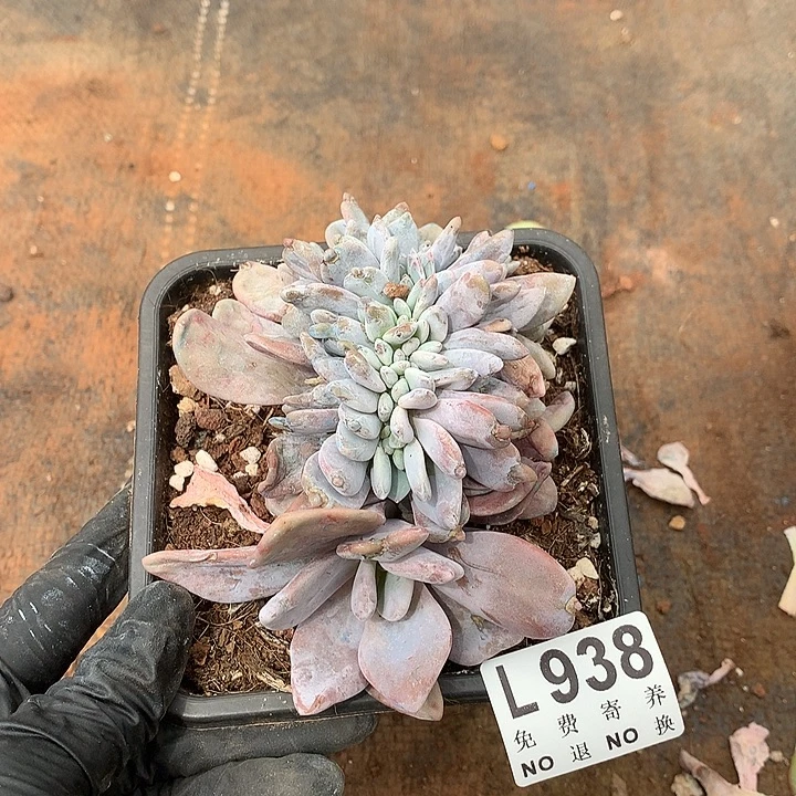 粉兔缀化 多肉植物.9.28号发货
