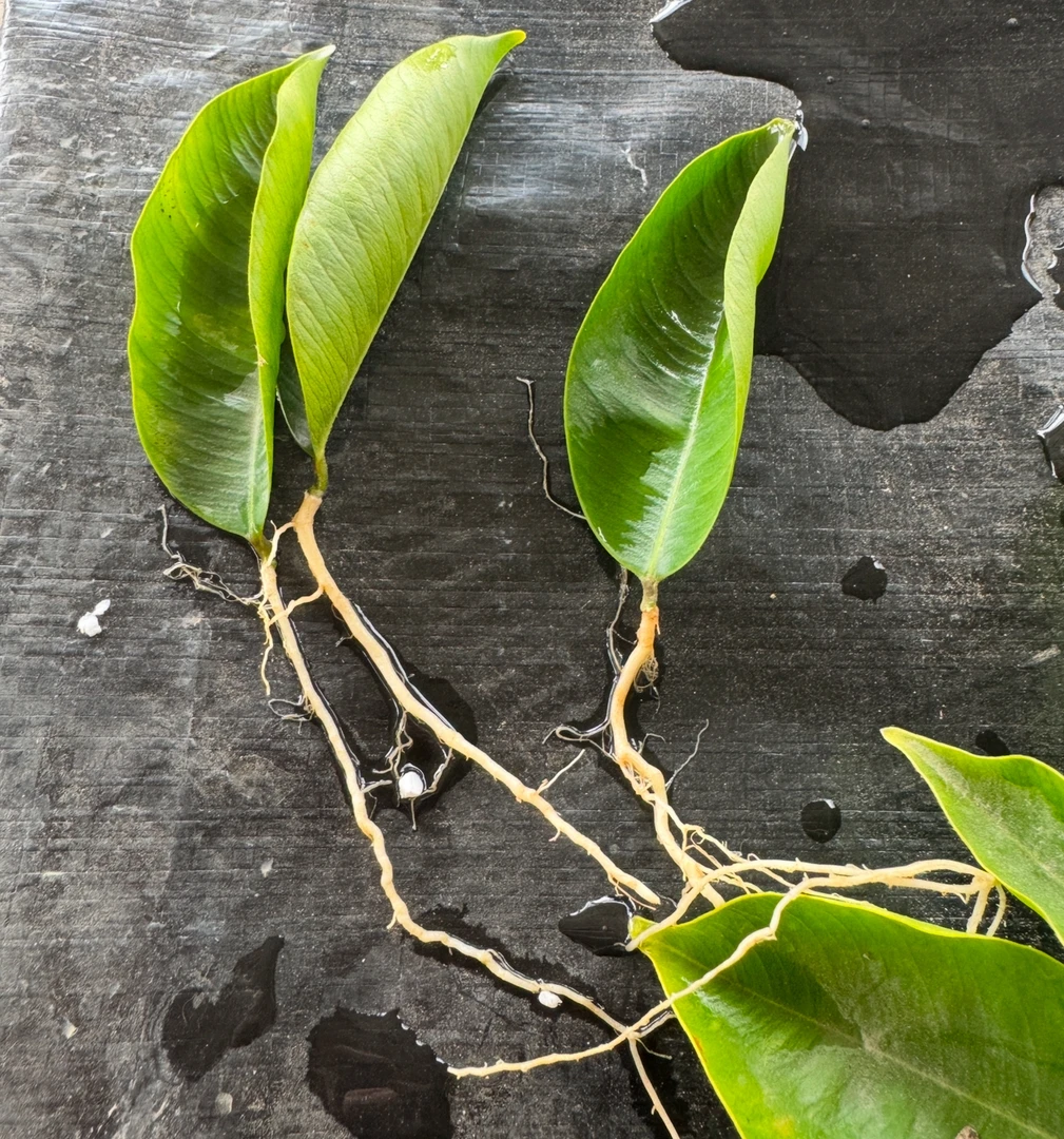 新鲜野生叶子快速繁殖长根水