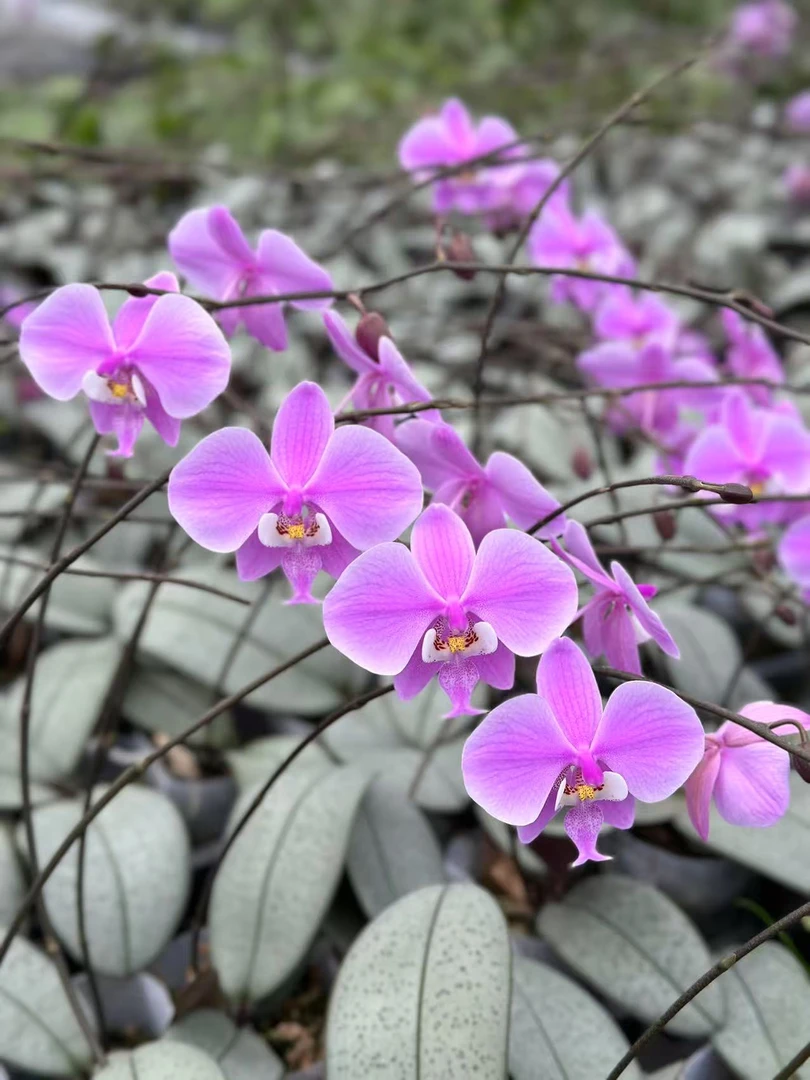 YL61西雷丽银月苗原生蝴蝶兰（无花剑）