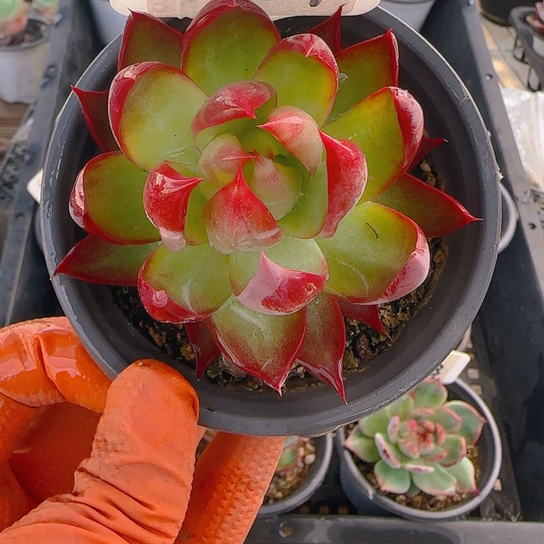 破**蝶Y57 惊鸿仙子多肉植物