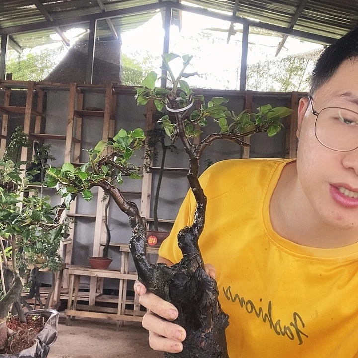 过***天无花朵个tu今年能不能看