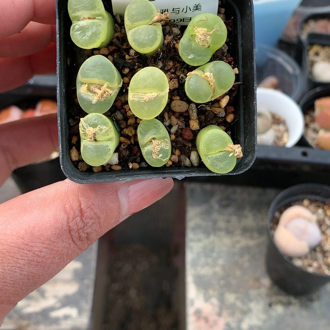 E105多肉植物保护研究所