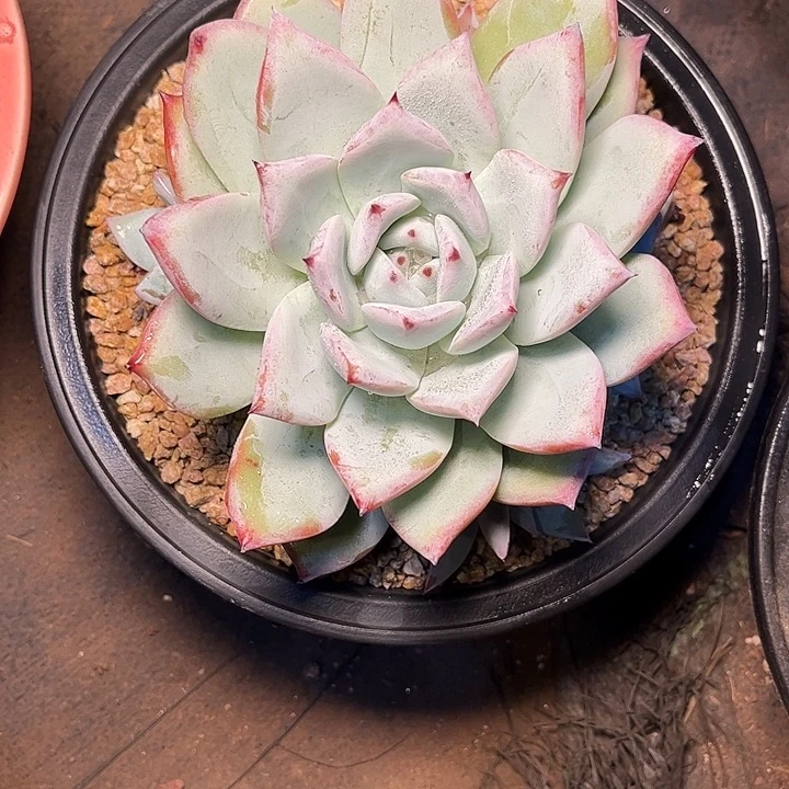 多肉植物一物一拍