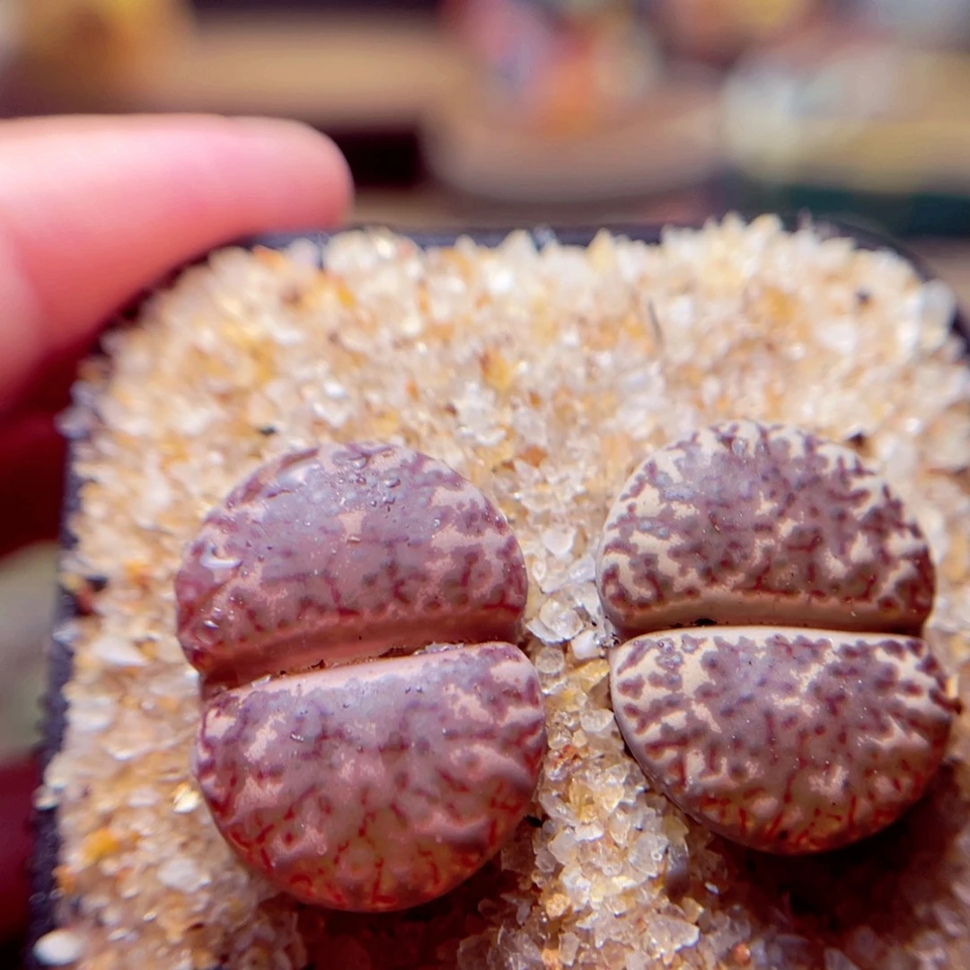 98号带盆包邮发货