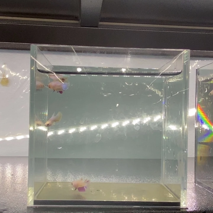 斗鱼包活不包损所见即所得497