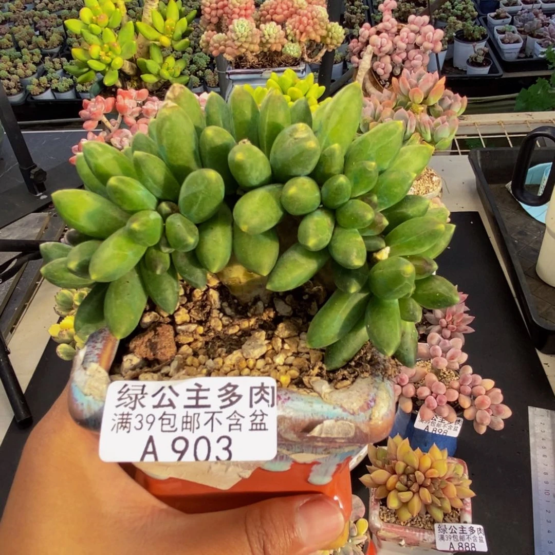 903香蕉树缀多肉8cm