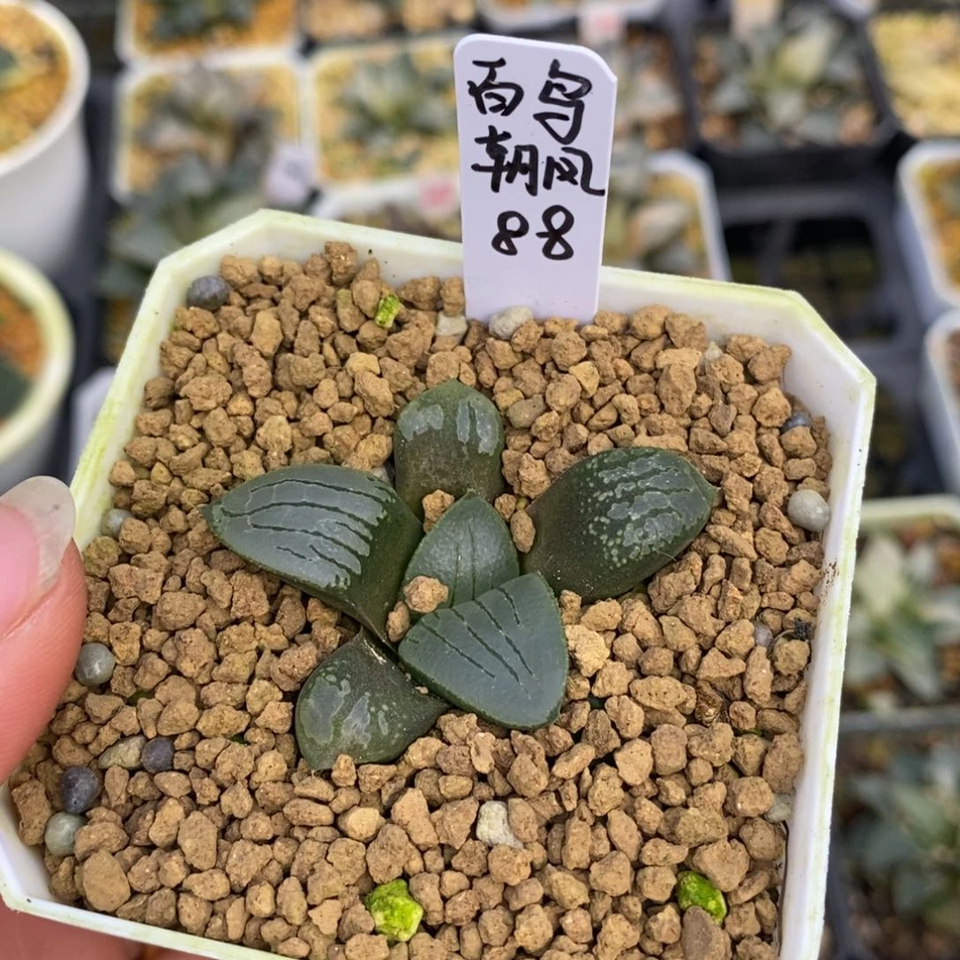 百鸟朝凤155888899