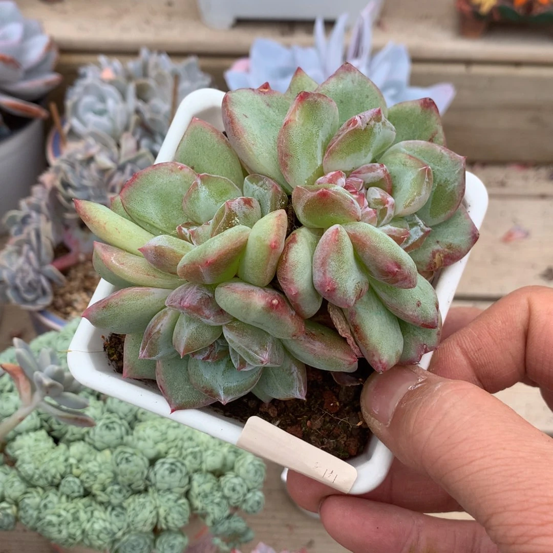 6452二代雪花石化有砍一颗10厘米
