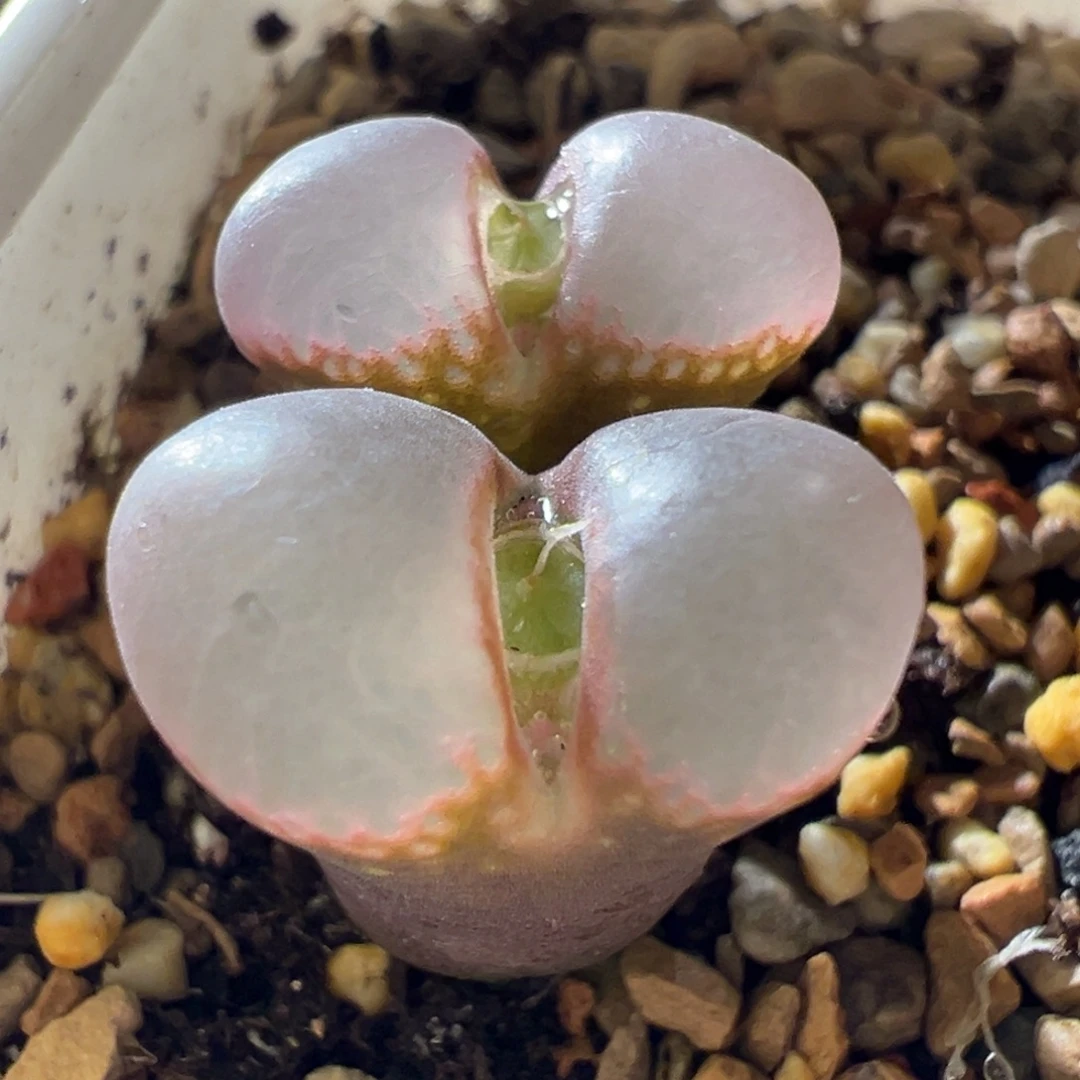 超粉透窗 鼓窗 好看05