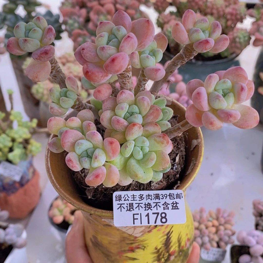 樱花罗琦老桩9cm178多肉植物