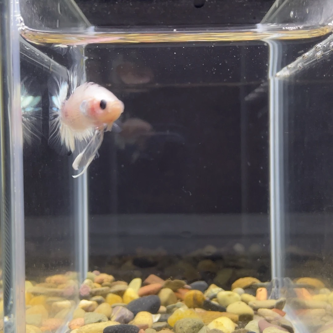 斗鱼36号白金koi将军公