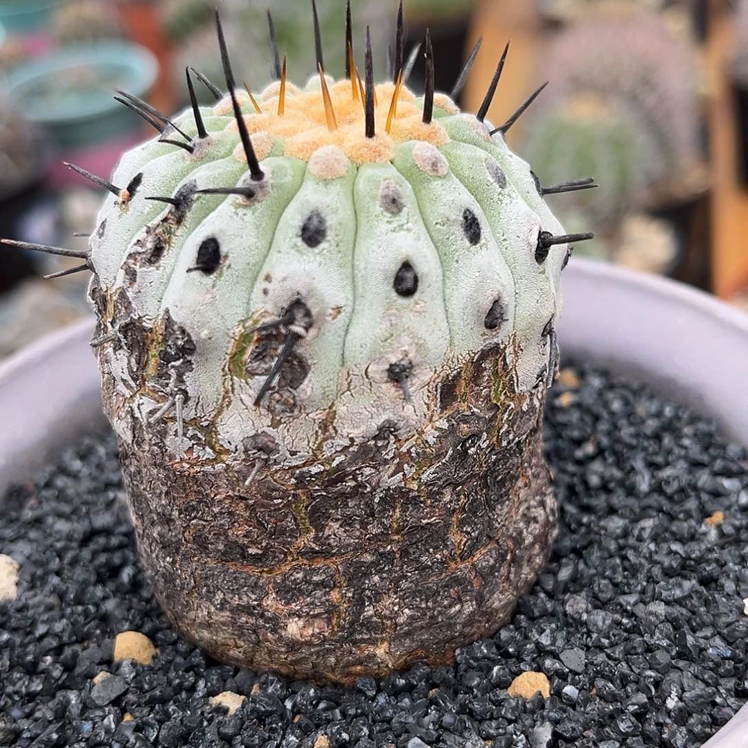 产地金刺孤龙熟桩可带盆