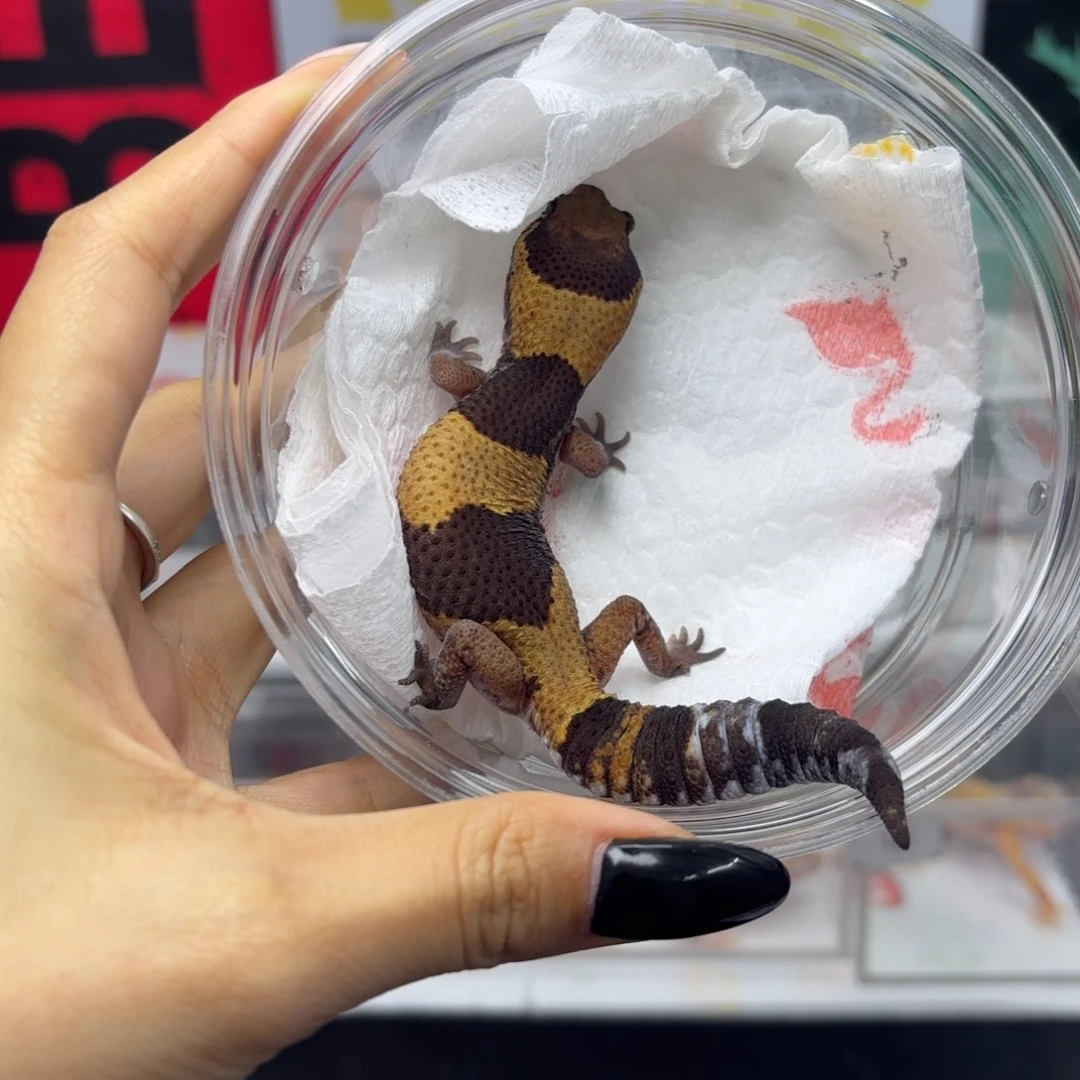 肥尾守宫原色h橘白 v102 妹妹