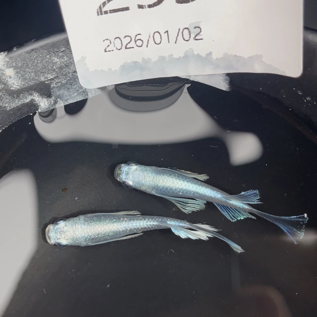 青鳉鱼259天使之翼一对