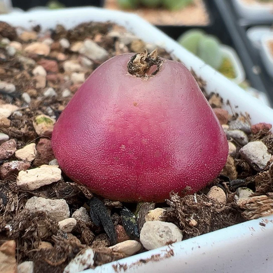 1.7cm 母本灯泡 多肉肉锥