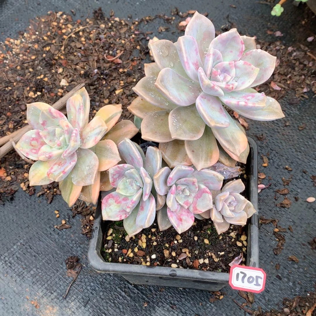 紫乐锦1705晓晓一物一拍