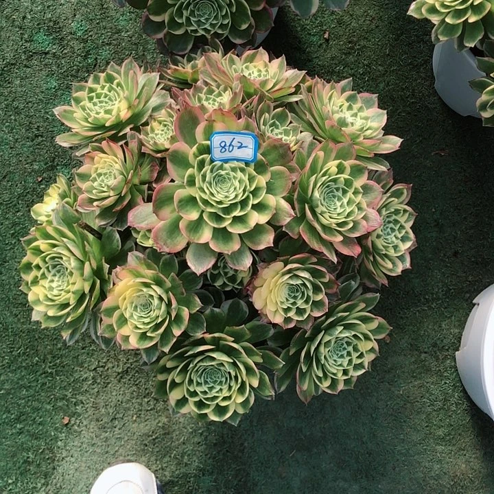 小***.862海仙多肉法师