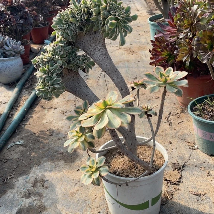 17灿烂缀的多肉植物