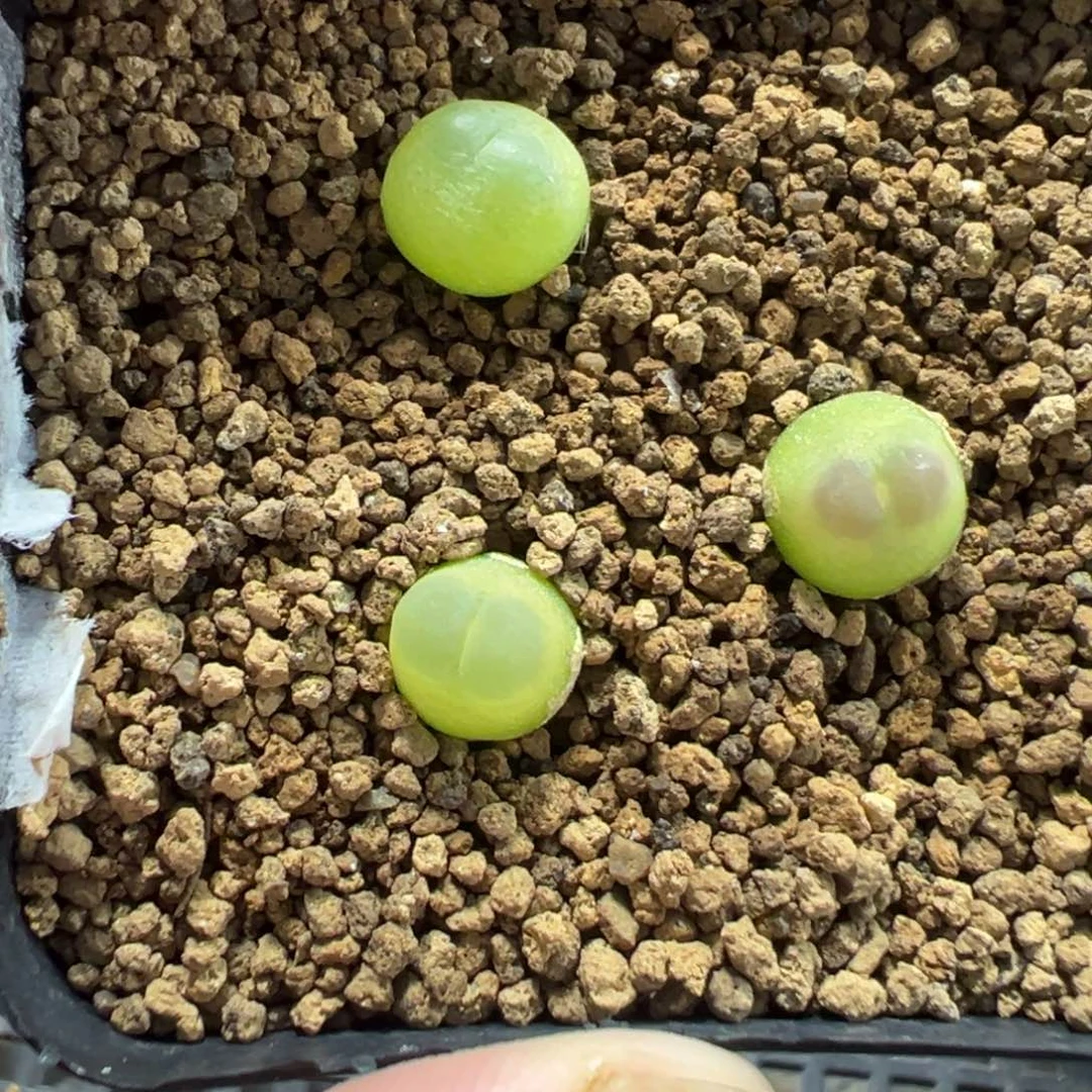 28-129量拍拉登一颗。多肉