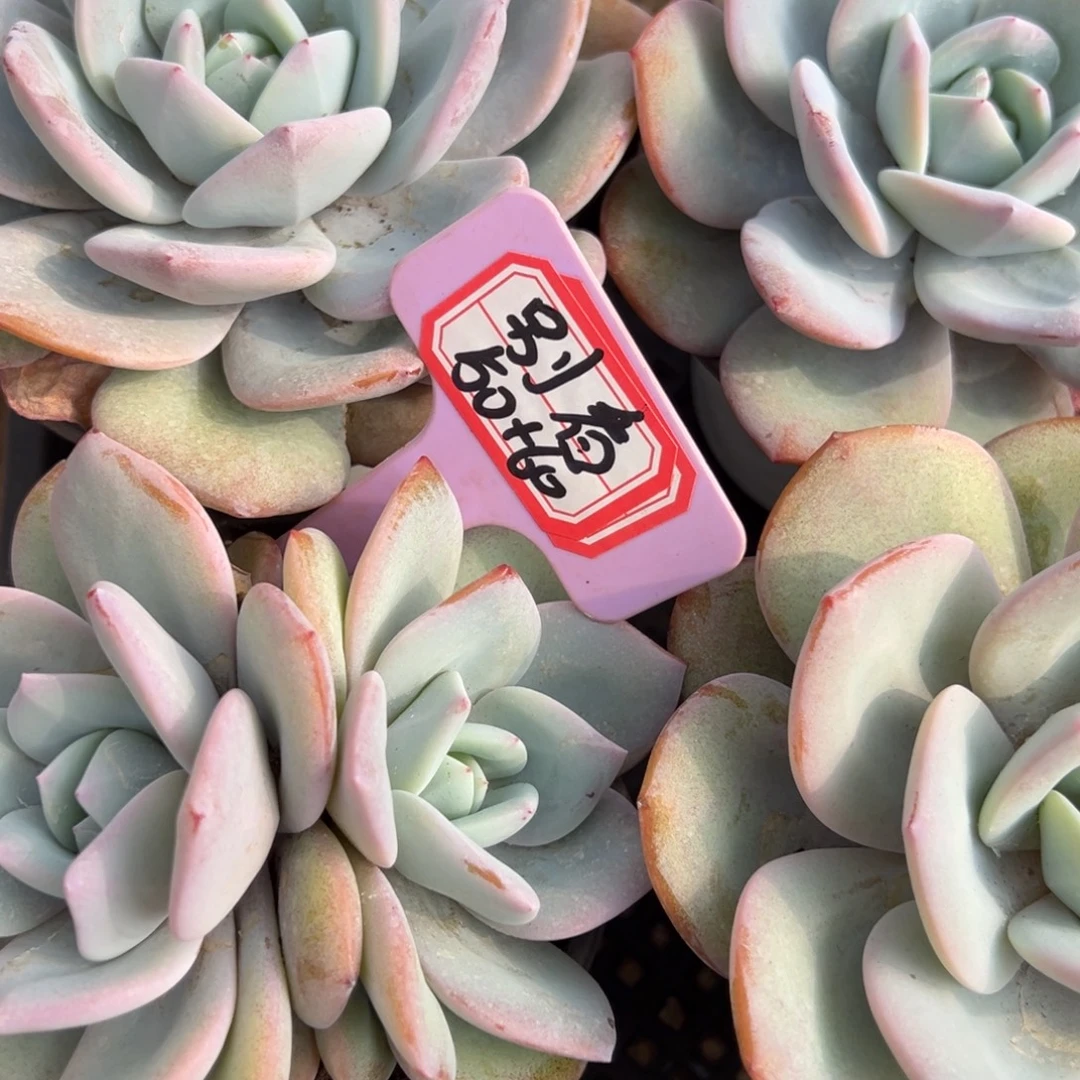 别***滚别看50。