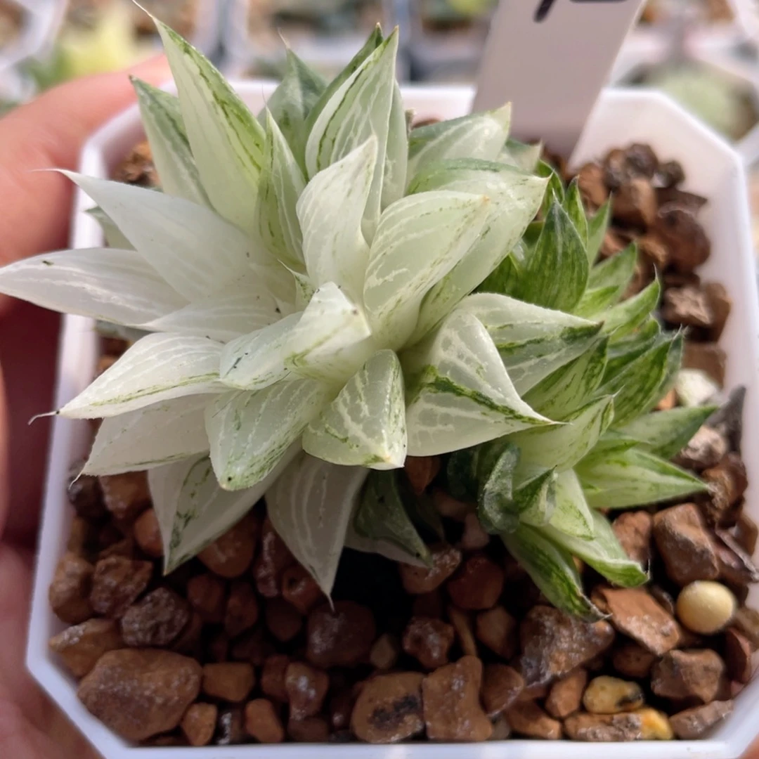 72。      元祖冰沙糖锦