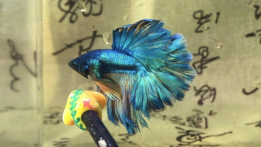 莫斯科冰蓝尾小冰蓝精品孔雀鱼适合新手的观赏冷水鱼