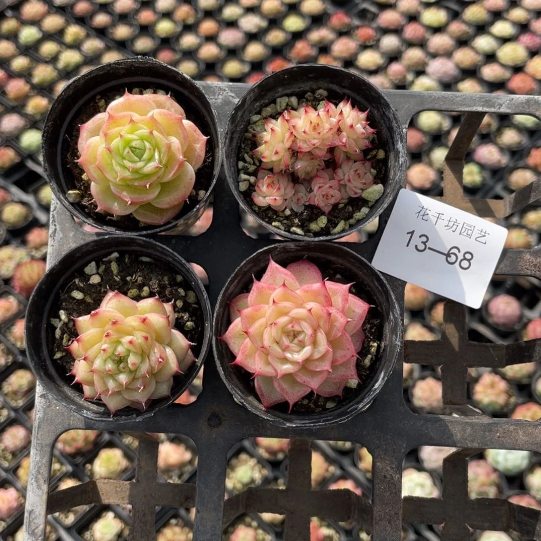 柠****9一物一拍4棵13-68