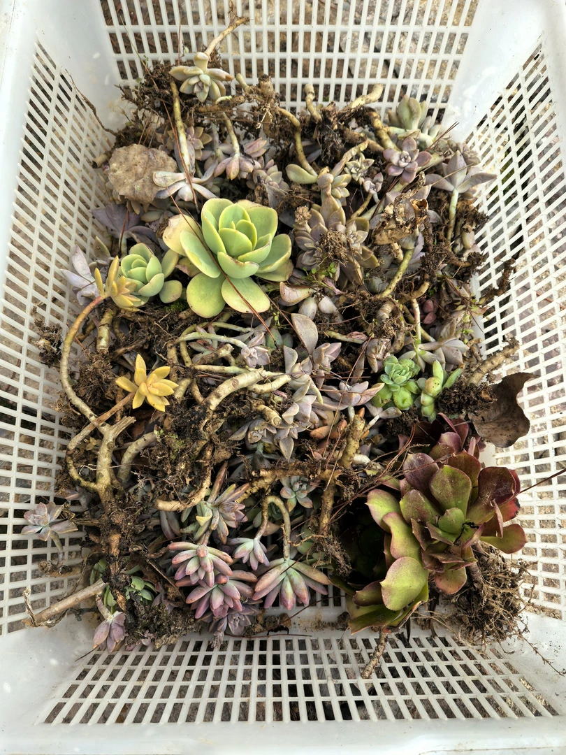 多肉植物组合盆栽室内绿植