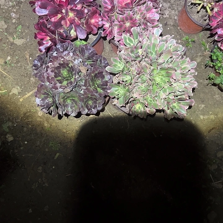 彩***虹不包侧枝一物一拍12