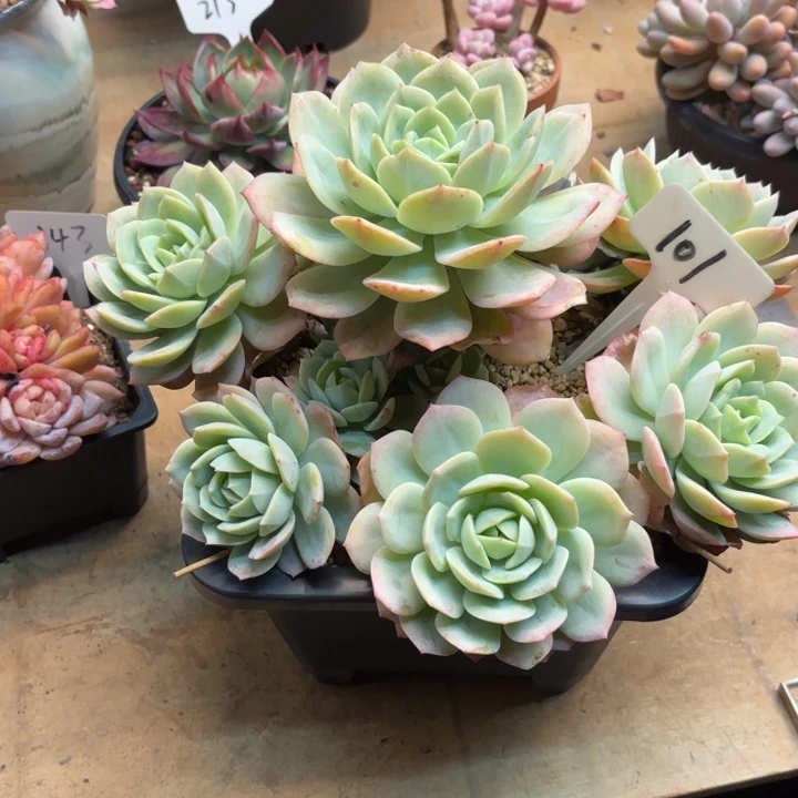 多肉植物，恋曲101号