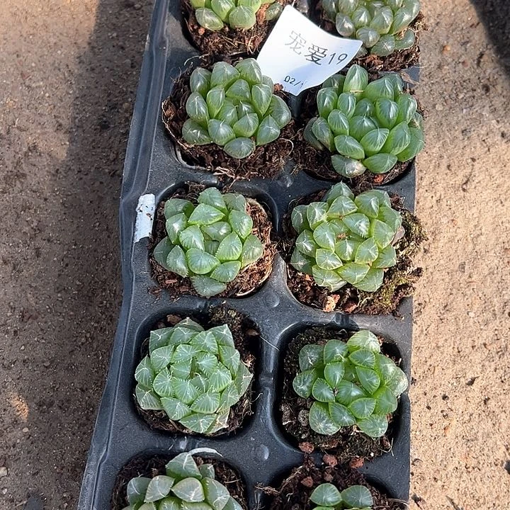 直播福利一物一拍19