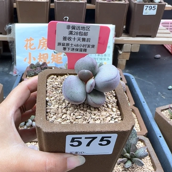 575球球紫蛋多肉植物