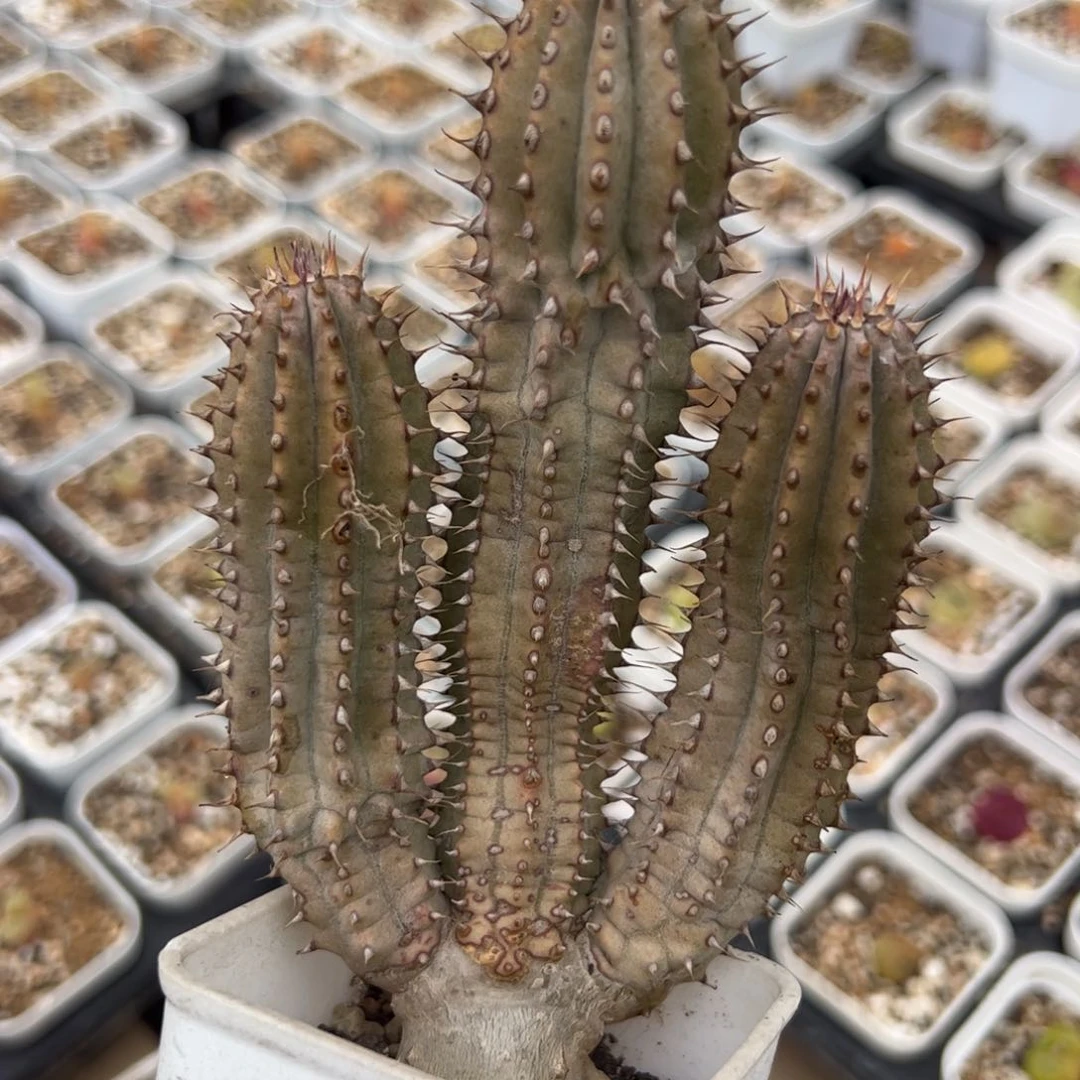 551多肉植物百科