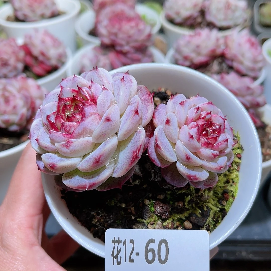 花利美12-6天鹅绒