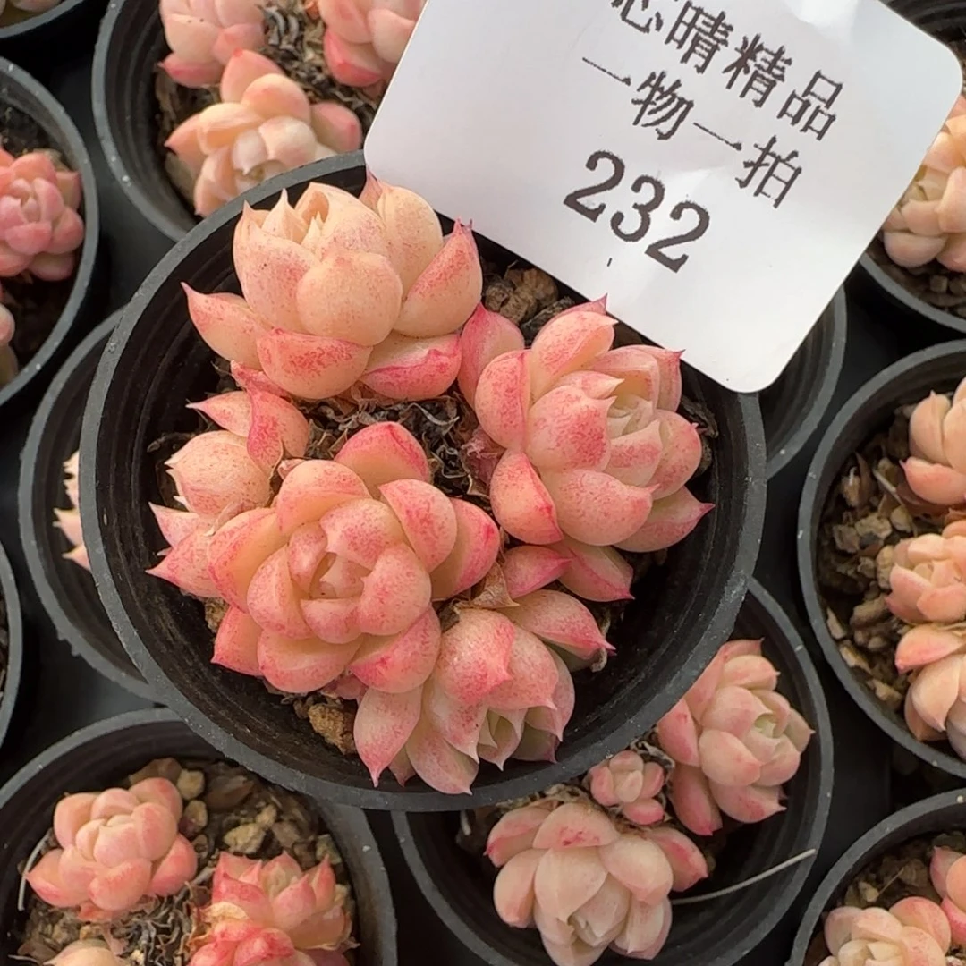 闪购精品多肉232号