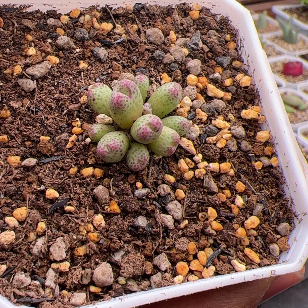 1.1草莓斑马杂多肉植物508